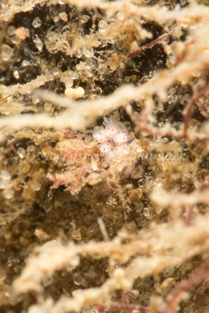 Eubranchus exiguus - Søbadet - Foto: Poul Erik Rasmussen