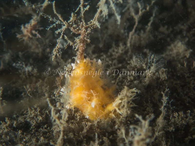 Dendronotus frondosus - Hven Prammen (Vrag) - Øresund - Foto: Kenneth Krull