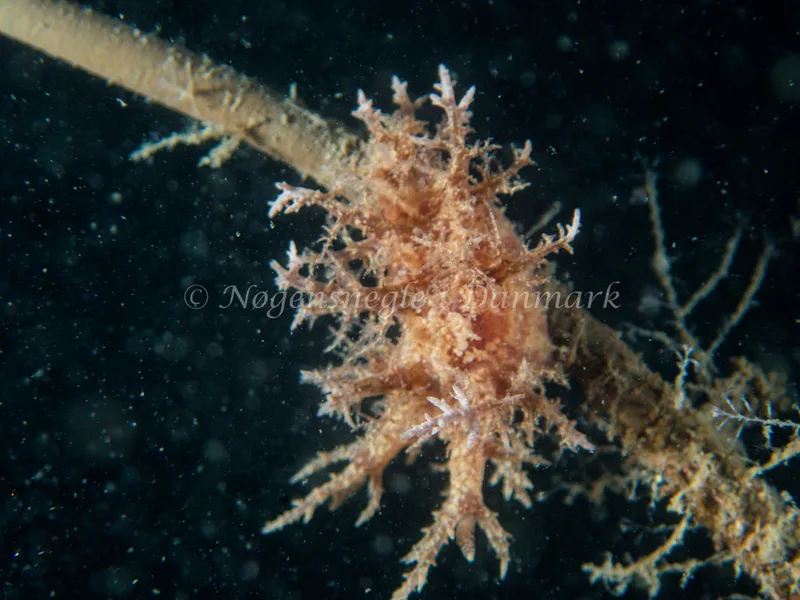 Dendronotus frondosus - Hven Prammen (Vrag) - Øresund - Foto: Kenneth Krull