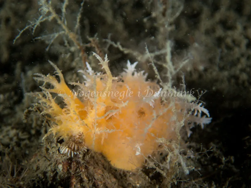 Dendronotus frondosus - Hven Prammen (Vrag) - Øresund - Foto: Kenneth Krull