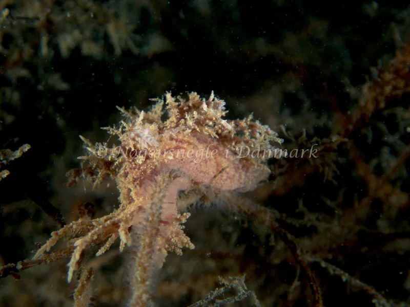 Dendronotus frondosus - Hven Prammen (Vrag) - Øresund - Foto: Kenneth Krull