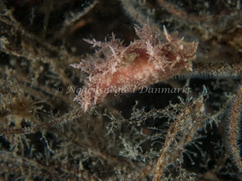 Dendronotus frondosus - Hven Prammen (Vrag) - Øresund - Foto: Kenneth Krull