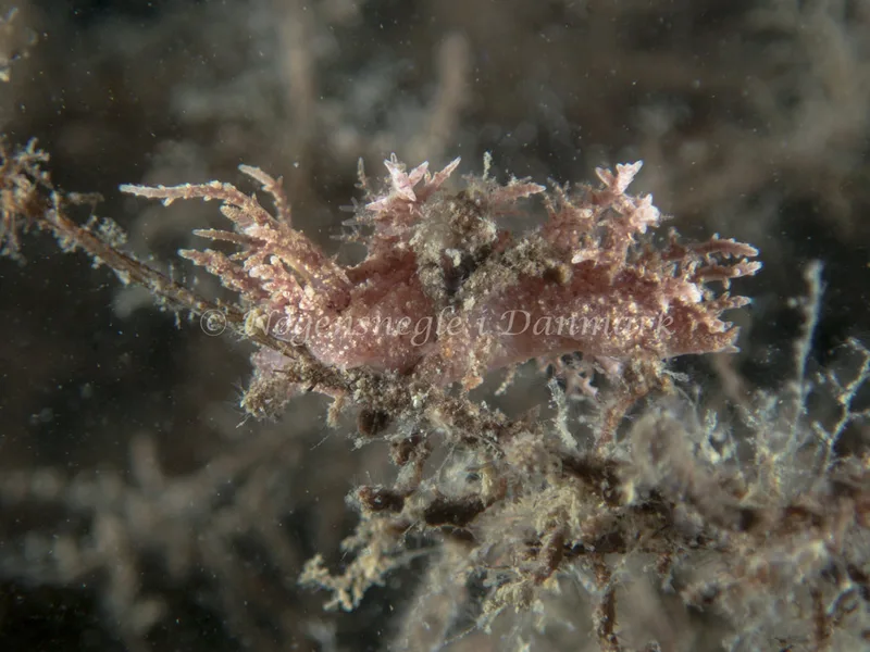 Dendronotus frondosus - Hven Prammen (Vrag) - Øresund - Foto: Kenneth Krull