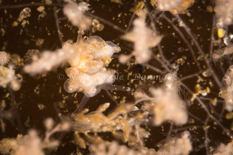 Eubranchus exiguus - Søbadet - Foto: Poul Erik Rasmussen