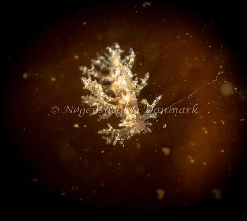 Dendronotus frondosus - Ammoniakhavnen - Foto: Søren Skov Nielsen