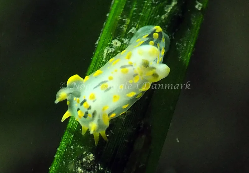 Polycera quadrilineata - Ammoniakhavnen - Foto: Jens Erik Jørgensen