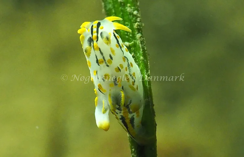 Polycera quadrilineata - Ammoniakhavnen - Foto: Jens Erik Jørgensen