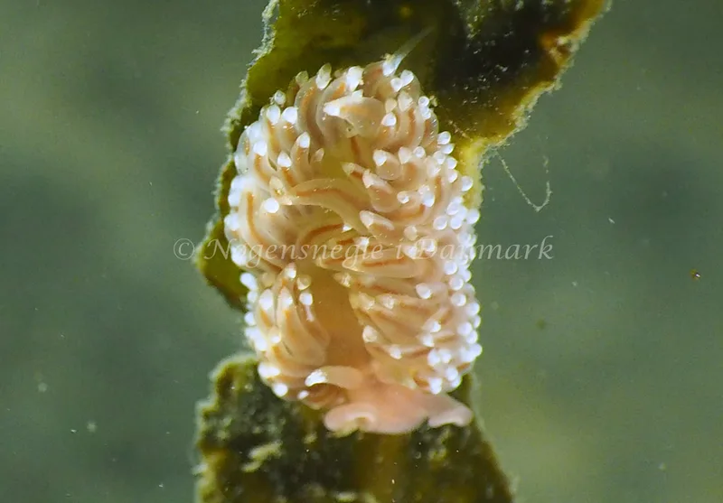 Facelina bostoniensis - Ammoniakhavnen - Foto: Jens Erik Jørgensen