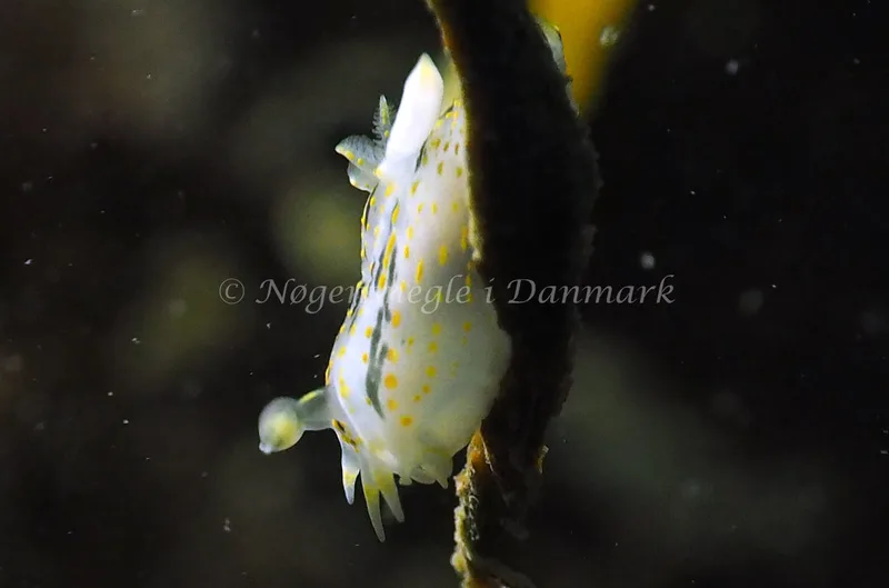 Polycera quadrilineata - Ammoniakhavnen - Foto: Jens Erik Jørgensen