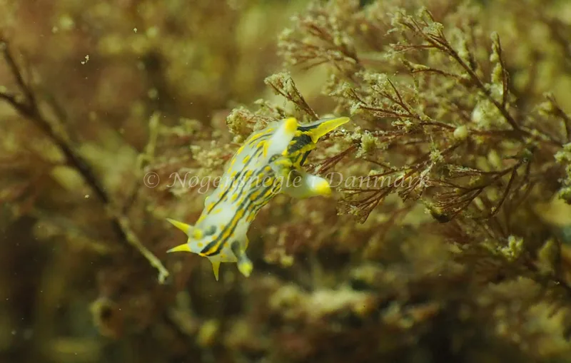 Polycera quadrilineata - Ammoniakhavnen - Foto: Jens Erik Jørgensen