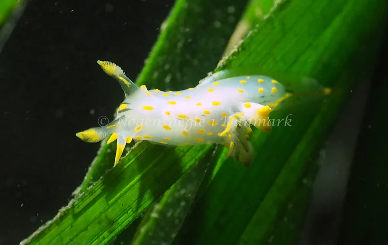 Polycera quadrilineata - Ammoniakhavnen - Foto: Jens Erik Jørgensen