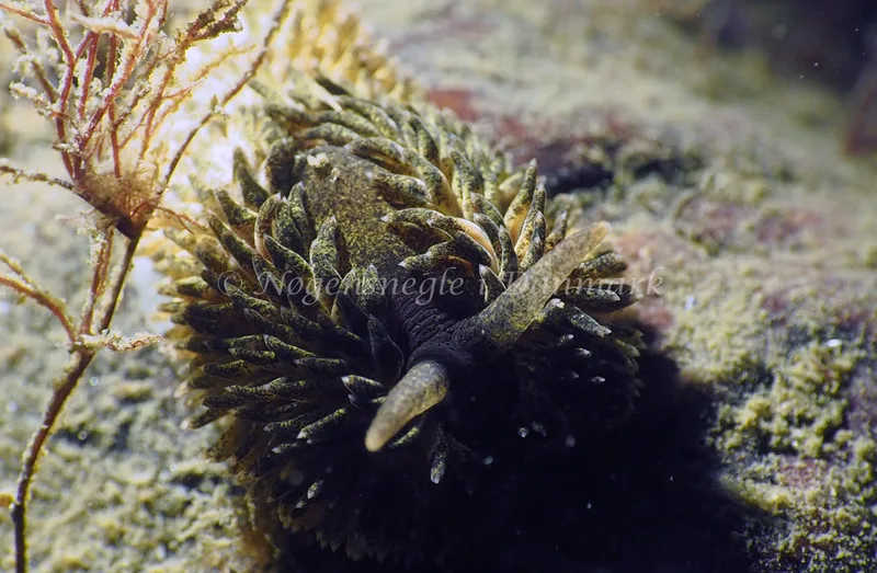 Aeolidia papillosa - Ammoniakhavnen - Foto: Jens Erik Jørgensen