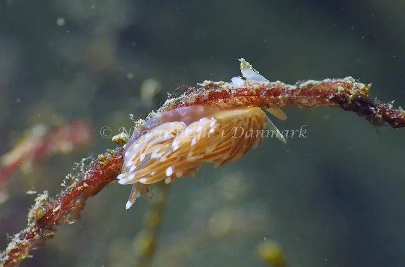 Facelina bostoniensis - Ammoniakhavnen - Foto: Jens Erik Jørgensen