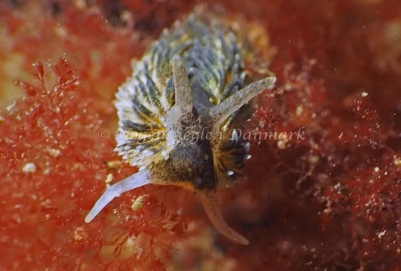 Aeolidia papillosa - Ammoniakhavnen - Foto: Jens Erik Jørgensen