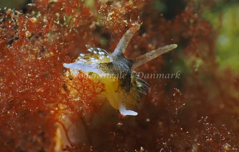 Aeolidia papillosa - Ammoniakhavnen - Foto: Jens Erik Jørgensen