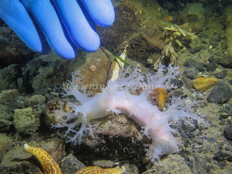 Dendronotus lacteus - Lyngsbo Strand - Foto: Claus Neupart