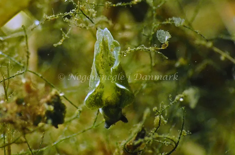 Elysia viridis - Kollund Lillestrand - Foto: Jens Erik Jørgensen
