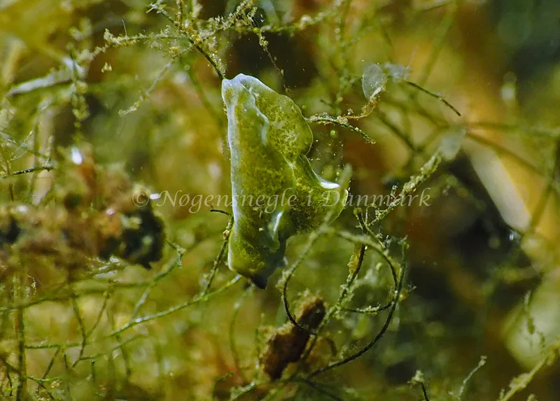 Elysia viridis - Kollund Lillestrand - Foto: Jens Erik Jørgensen