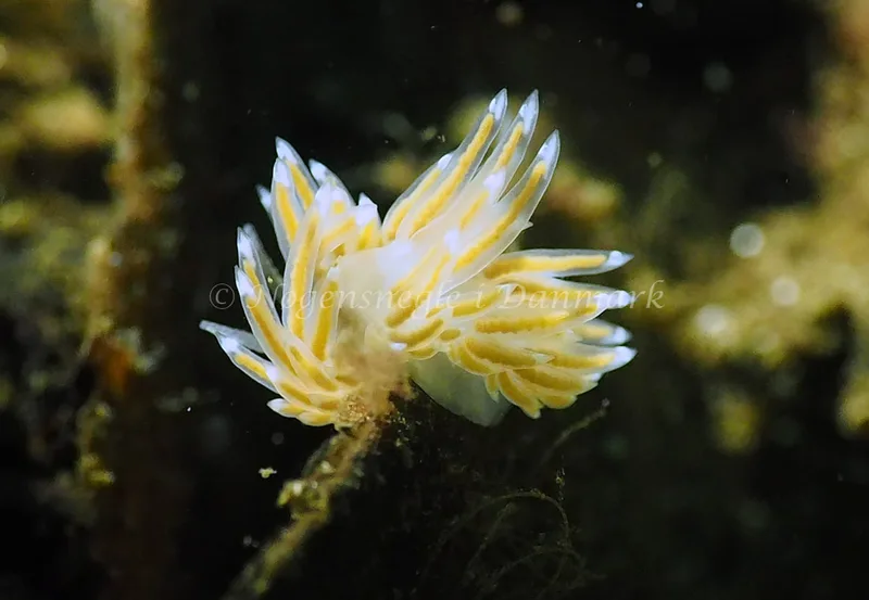 Facelina bostoniensis - Kollund Lillestrand - Foto: Jens Erik Jørgensen