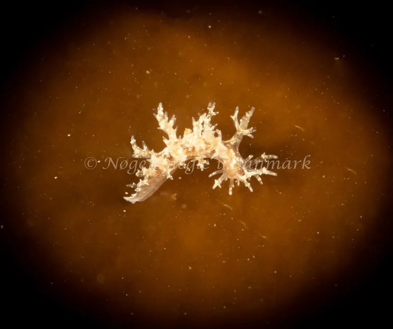 Dendronotus frondosus - Ammoniakhavnen - Foto: Søren Skov Nielsen