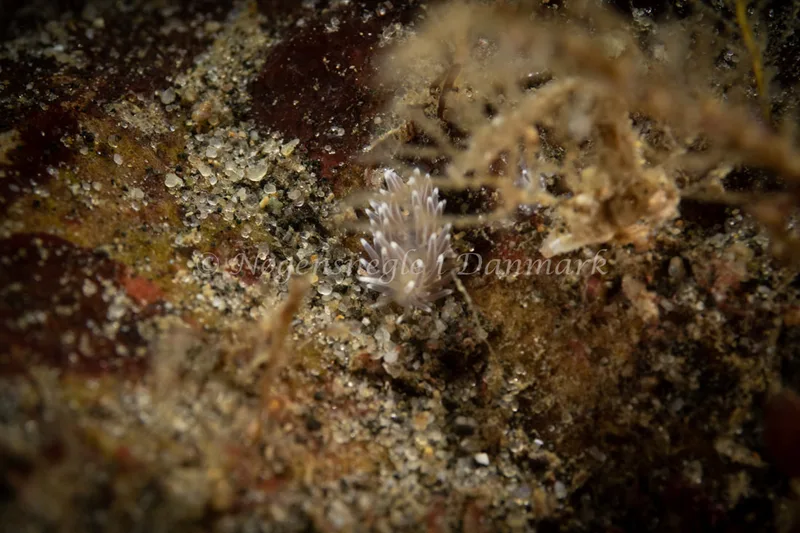 Cuthonella concinna - Ammoniakhavnen - Foto: Søren Skov Nielsen