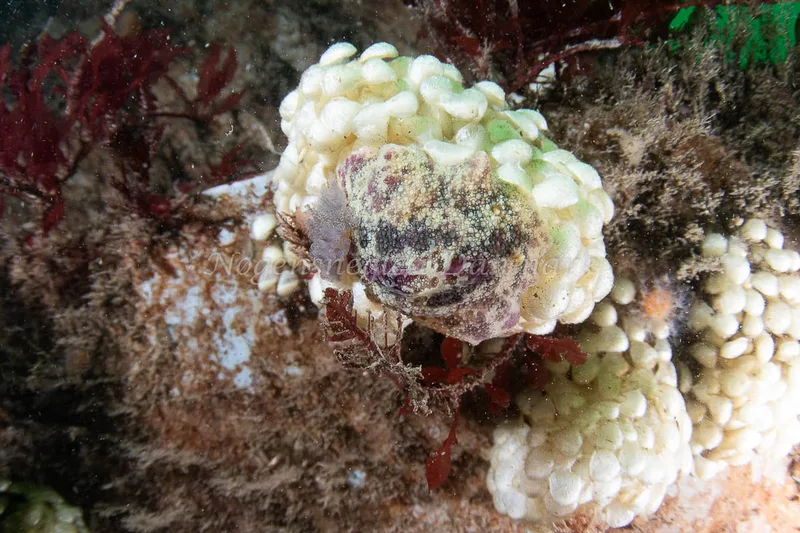 Doris pseudoargus - Husbåden (Vrag) - Foto: René Bruno Nielsen