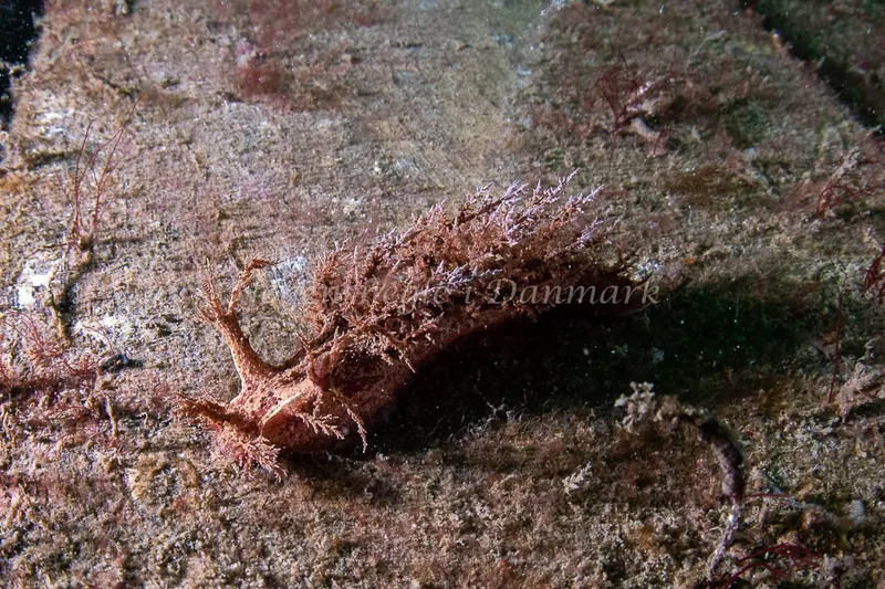Dendronotus europaeus - Husbåden (Vrag) - Foto: René Bruno Nielsen