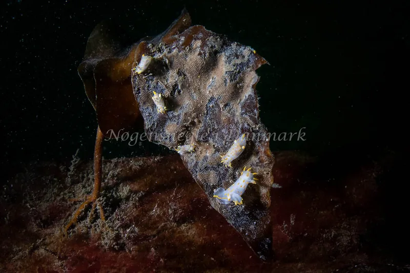 Polycera quadrilineata - Husbåden (Vrag) - Foto: René Bruno Nielsen