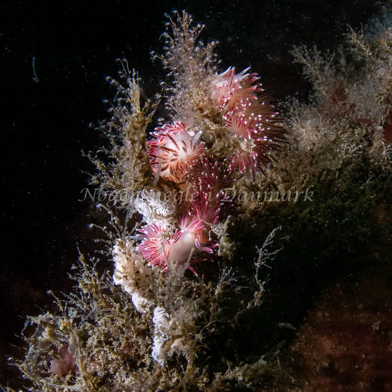 Carronella pellucida - Husbåden (Vrag) - Foto: René Bruno Nielsen