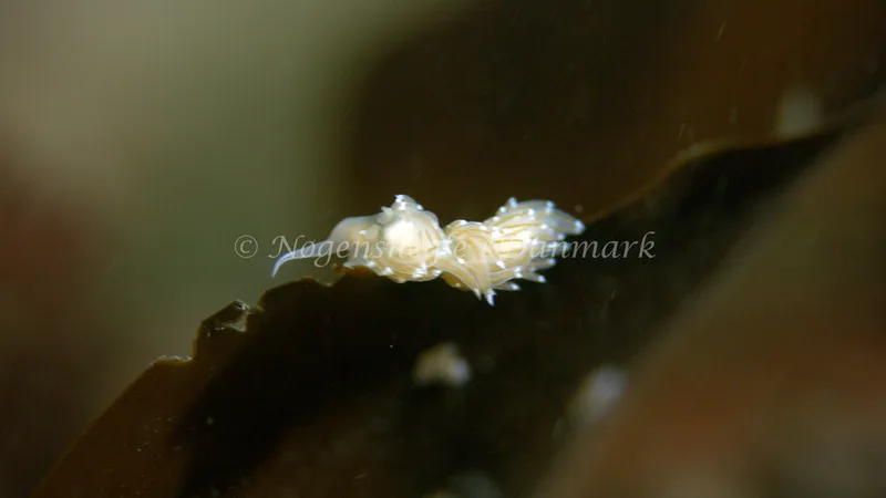 Facelina cf. bostoniensis - Trykkerdammen - Foto: Thomas Blume