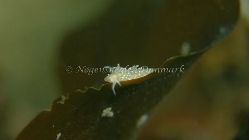 Facelina cf. bostoniensis - Trykkerdammen - Foto: Thomas Blume