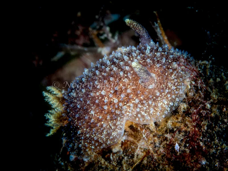 Acanthodoris pilosa - Trykkerdammen - Foto: Ole Dreyer