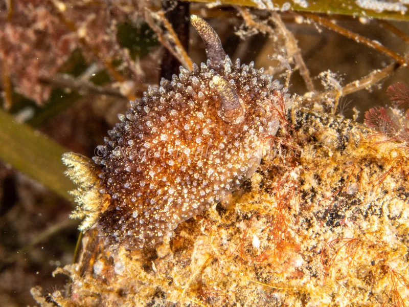 Acanthodoris pilosa - Trykkerdammen - Foto: Ole Dreyer