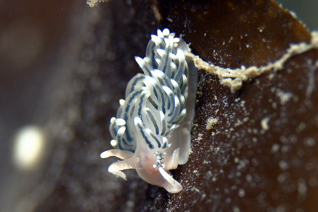 Facelina dubia hvidlig semitransparent, lyserød forende, meget lange mundtentakler, slanke cerata med grøn tarmkanal og hvide spidser.