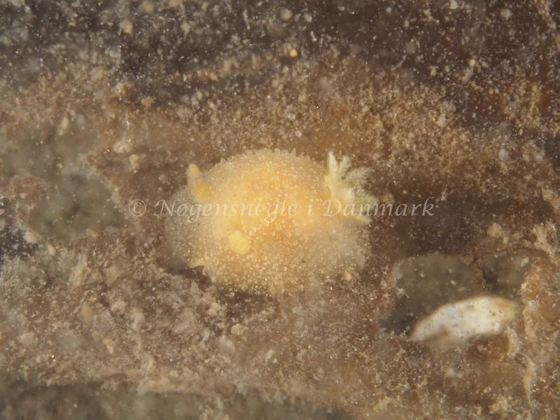 Acanthodoris pilosa - Trykkerdammen - Foto: Ole Dreyer