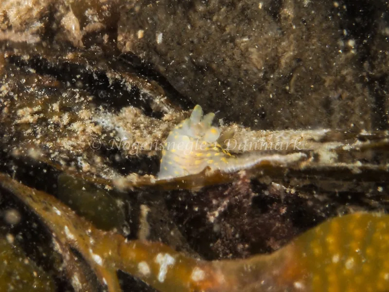 Polycera quadrilineata - Trykkerdammen - Foto: Ole Dreyer