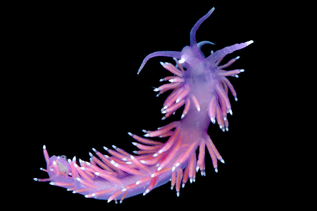 Edmundsella pedata studiebillede (Black Box) med violet krop, lange cerata og hvidt pigmentbånd.