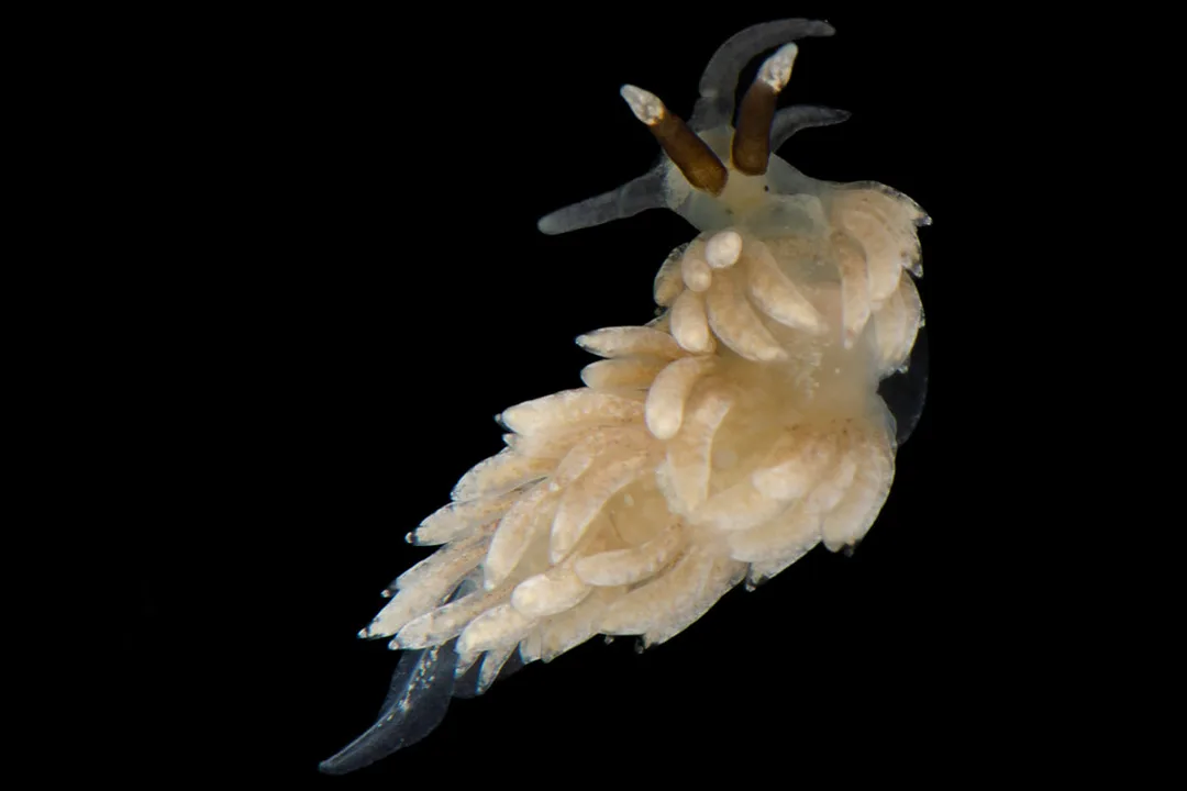 Favorinus branchialis – studiebillede (Black Box) med tætstillede, bagudbøjede cerata og brunlige rhinoforer med lys spids.