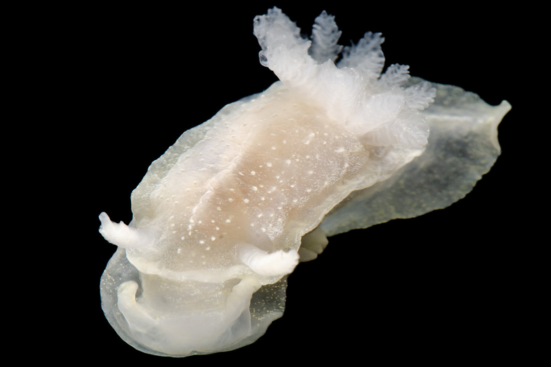 Okenia nodosa studiebillede (Black Box), fine hvide pigmentprikker, lamellerede rhinoforer og fjerformet gællebusk.