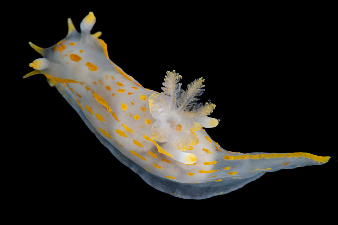 Polycera quadrilineata (Black Box) hvid med gulorange pletter, gule mundtentakler og rhinoforer, fjerformede gæller og lang spids hale.