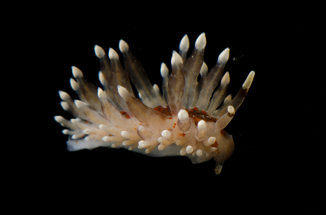 Amphorina andra, voksen individ, Løkken, 2020