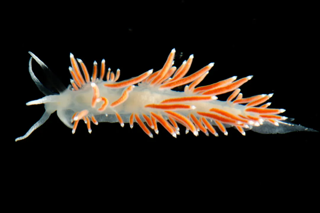 Microchlamylla gracilis (Black Box) med langstrakt krop, grupperede cerata, orange tarmkanaler og hvide spidser.