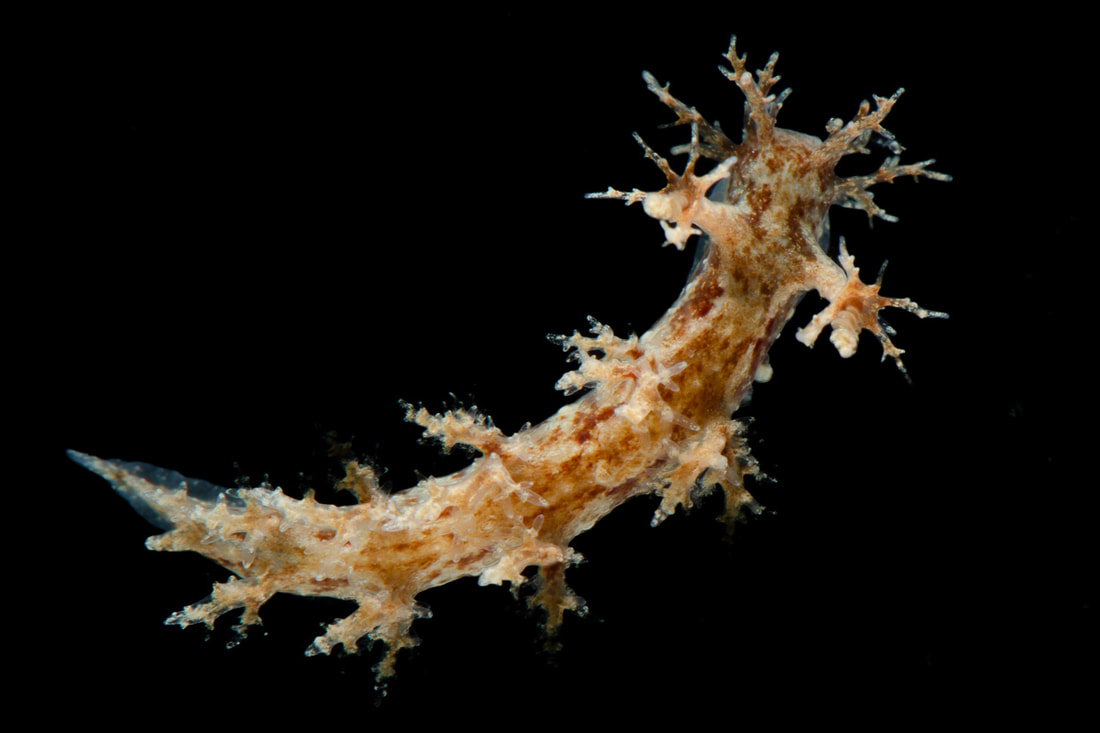 Dendronotus frondosus (Black Box) med buskede, forgrenede rygudvækster og lys orangebrun marmorering.