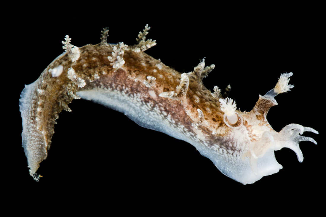 Candiella plebeia i studiebillede med langstrakt krop, kølleformede rhinoforer og forgrenede gæller.
