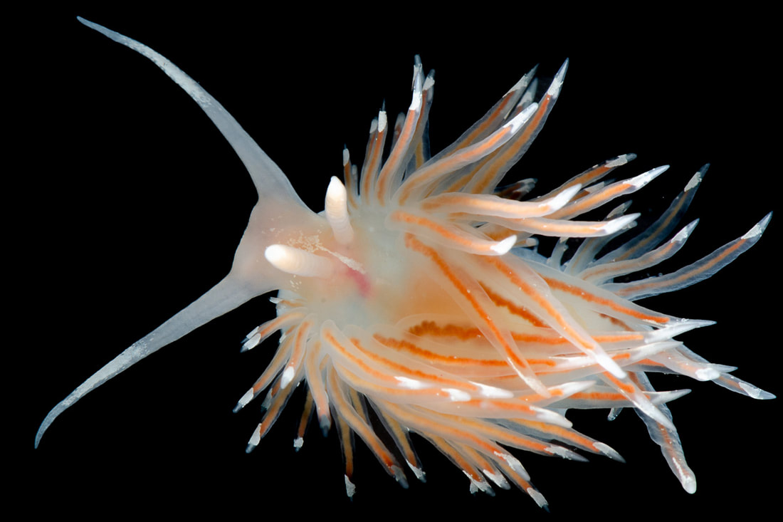 Facelina bostoniensis studiebillede (Black Box); langstrakt lys krop, lange mundtentakler, talrige cerata med orange-rød tarmkanal og hvidt pigmentbånd.