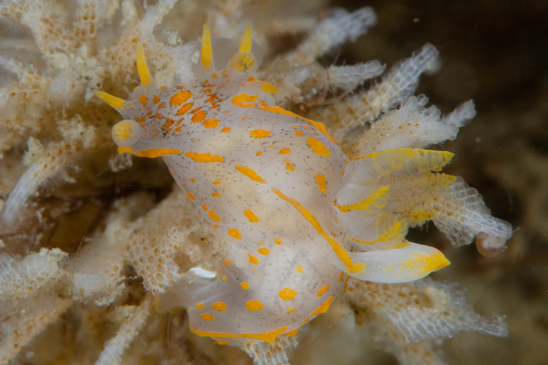 Polycera norvegica med gulorange prikker, gule mundtentakler, lamellate rhinoforer og synlig gællebusk.