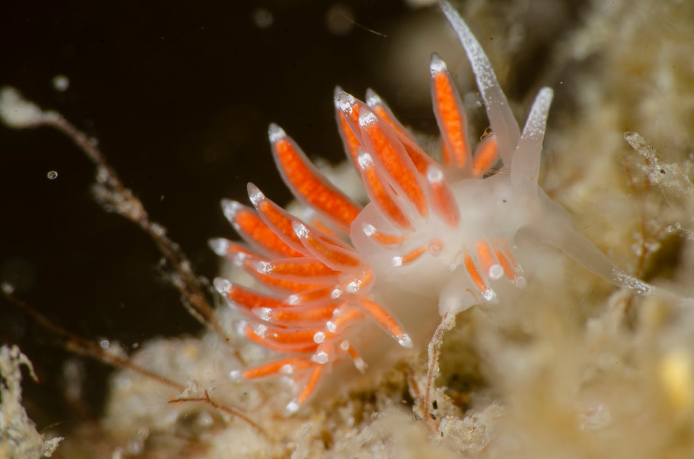 Microchlamylla gracilis fotograferet ved Skolevraget (Vrag) i Kattegat, 2020