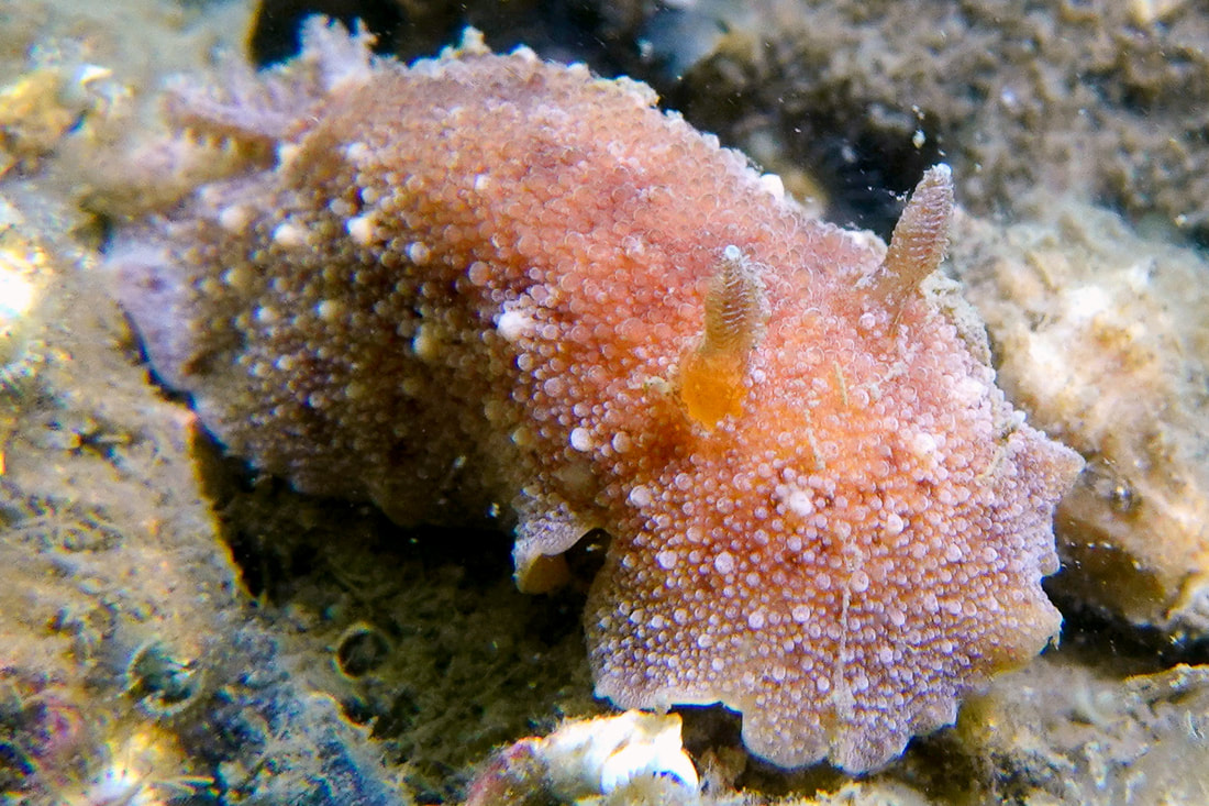 Geitodoris planata – flad oval kappe med tætte vorteformede tuberkler, kølleformede rhinoforer, rødbrun med lyse pletter.