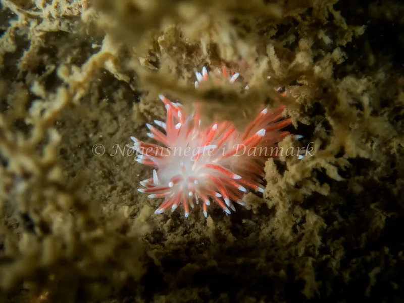 Carronella pellucida - Hvenprammen - Foto: Kenneth Krull
