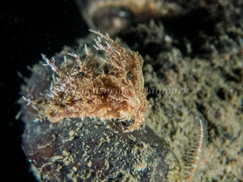 Dendronotus europaeus - Hvenprammen - Foto: Kenneth Krull